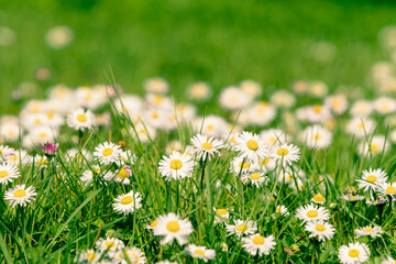 Beautiful blooming marguerite on a green meadow at sunrise. Daisies in green grass