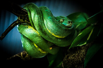 snake on a branch. Exotic Reptile