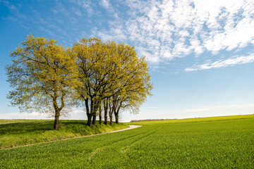 Obraz premium Green tree and green grass on slope with white clouds and blue sky.