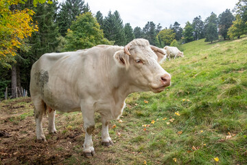 Fototapeta na wymiar french milk cow at the green meadow at mountain petit Ballon in the Alsace region of France