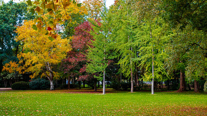 Naklejka premium Autumn In The Forest. maple autumn trees