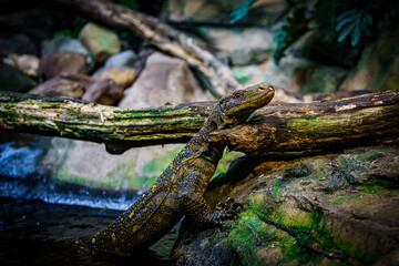  Komodo dragon in the beautiful nature habitat. Monitor lizard