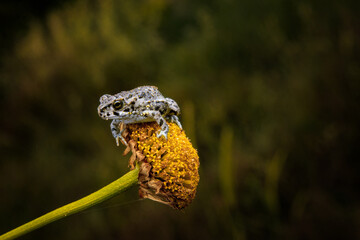 A small and cute baby frog.