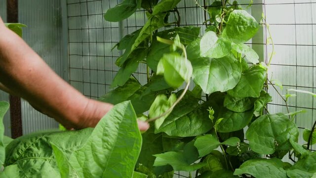 Malabar Spinatoder Ceylonspinat  im Glashaus hochstecken