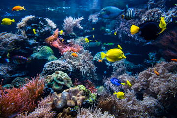 Naklejka na ściany i meble Coral colony and coral fish. Underwater view