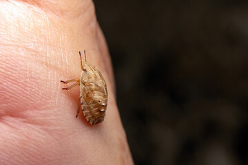 A lice on the human hand.