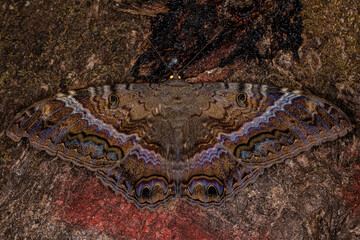Adult Female Black Witch moth © ViniSouza128