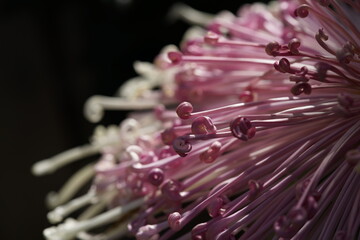 Light Purple flower center of Chrysanthemum 'Kudamono' in full bloom
