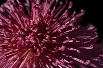 Light Purple flower center of Chrysanthemum 'Kudamono' in full bloom
