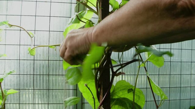 Malabar Spinatoder Ceylonspinat  im Glashaus aufbinden