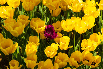 colorful flowers in a garden of Emirgan. Emirgan tulip festival, İstanbul.