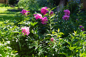 Rose peonies in the garden
