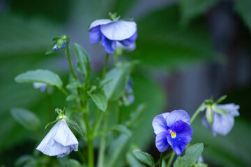 Viola tricolor in the spring garden - 462021666