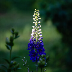 Inflorescence of blue lupin - 462021674