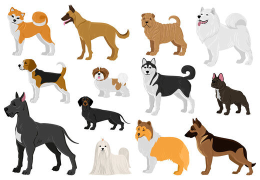 Cartoon dogs different breeds, funny domestic puppy pets. Husky, beagle, great dane, french bulldog and maltese dogs vector illustration set. Cute different breeds dogs