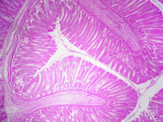 Microscope histology image of mucosal epithelial tissue of the rectum (40x) - obrazy, fototapety, plakaty