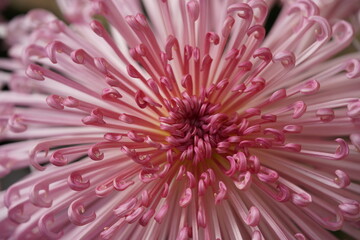 Faint Pink flower center of Chrysanthemum 'Kudamono' in full bloom
