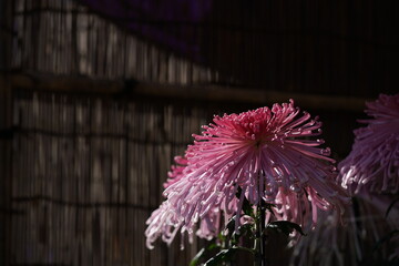 Faint Pink flower center of Chrysanthemum 'Kudamono' in full bloom
