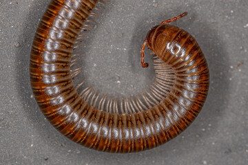 Adult Common Brown Millipede