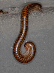 Adult Common Brown Millipede