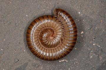 Adult Common Brown Millipede