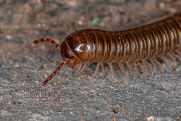 Adult Common Brown Millipede