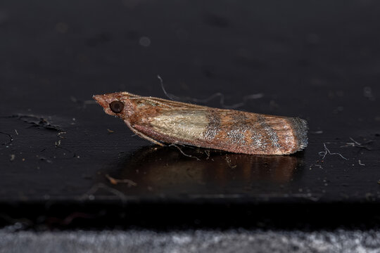 Adult Indian Meal Moth