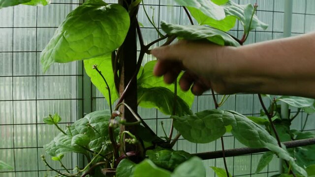 Malabar Spinatoder Ceylonspinat  im Glashaus ernten und in Topf legen