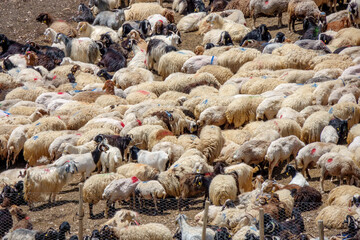Herd of sheep and goats waiting in the corral.