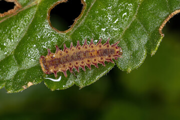 Flea Beetle Larva