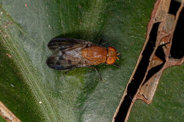 Adult Acalyptrate Fly