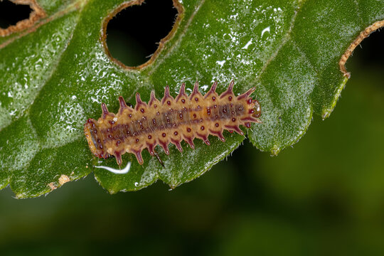 Flea Beetle Larva