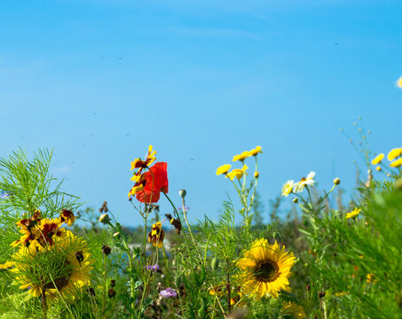 Summer flower meadow against blue sky, Place for Text. Floral background banner