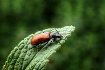 An insect on a wild plant leaf.