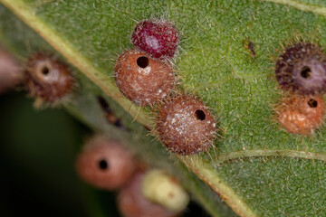 galls on a leaf