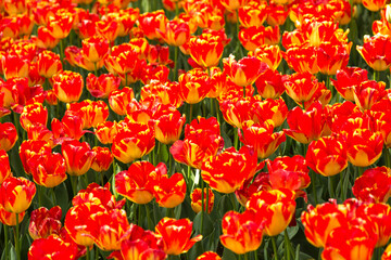 colorful flowers in a garden of Emirgan. Emirgan tulip festival, İstanbul.