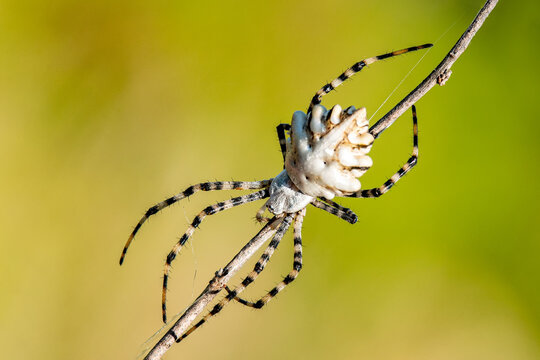 A spider on the wild plant.