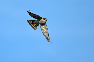Eurasian Sparrowhawk - female // Sperber-Weibchen (Accipiter nisus)
