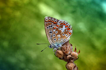 Butterfly on a green leafy plant.