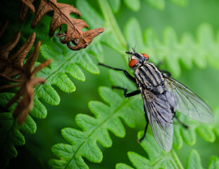 Fly in close up sitting by a dry an fresh fern plant