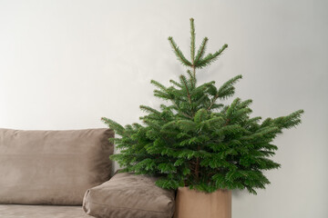Small christmas tree indoor near couch