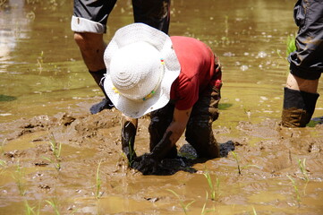子供の田植え