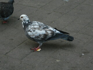 pigeon on the street