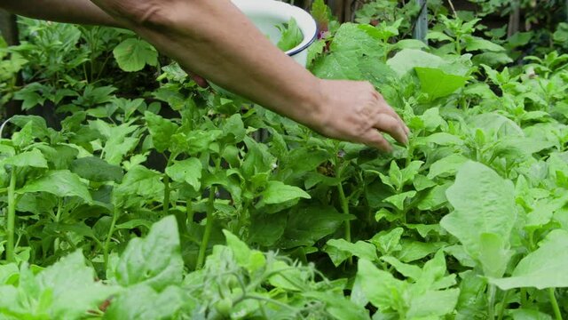 Neuseel&auml;nder Spinat ernten