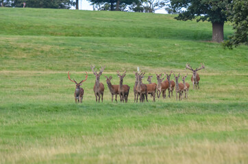 Herd of deer at Woburn Deer Park, England