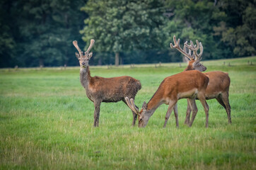 Naklejka na ściany i meble Herd of deer at Woburn Deer Park, England
