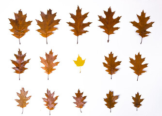 One yellow maple leaf in rows of brown autumn oak leaves lined in rows from large to small and isolated on a white background.
