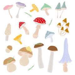 Vector image. Set of various forest mushrooms. The isolated image. Сhanterelle mushroom, porcini mushroom, boletus, morel, honey agarics, fly agarics, toadstools and edible mushrooms.