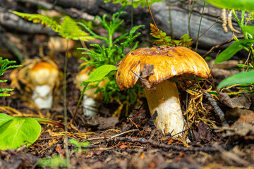 Autumn mushrooms in the forest close-up. yellow big mushroom close up