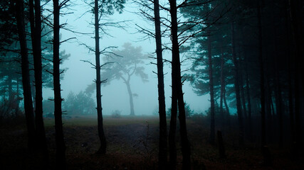 Obraz premium Mysterious foggy wood in blue counter light